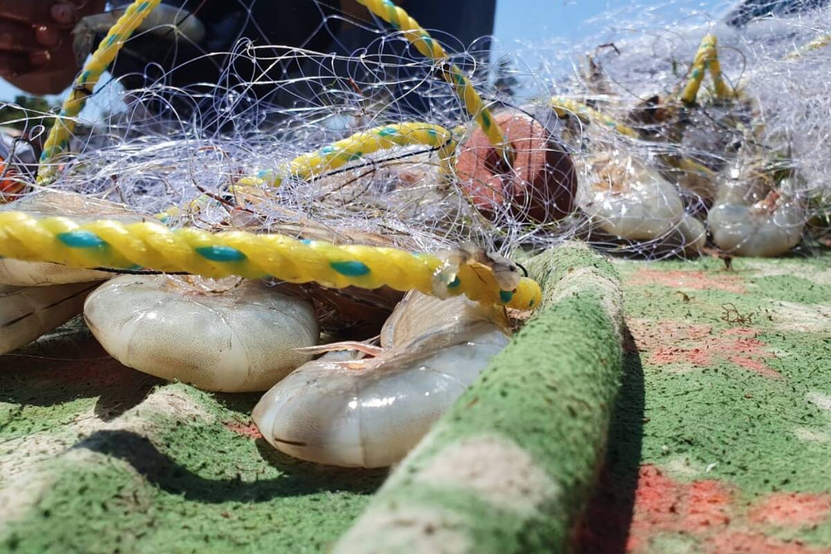 Sonora logra más captura de camarón, pero menos ganancia