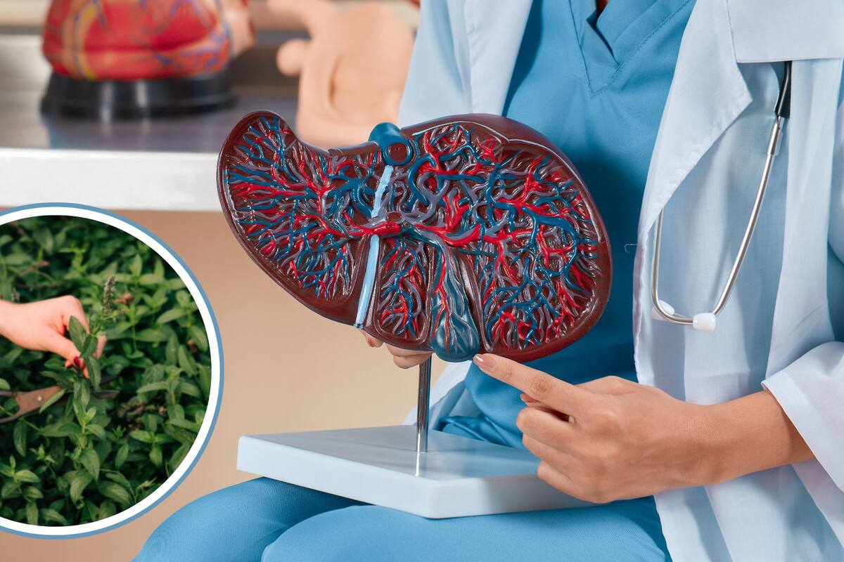 ¿Hígado inflamado? Esta planta puede ser tu mejor aliada