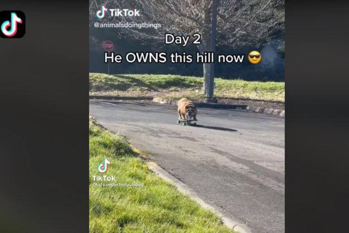 Bulldog se divierte en patineta y escena se vuelve viral