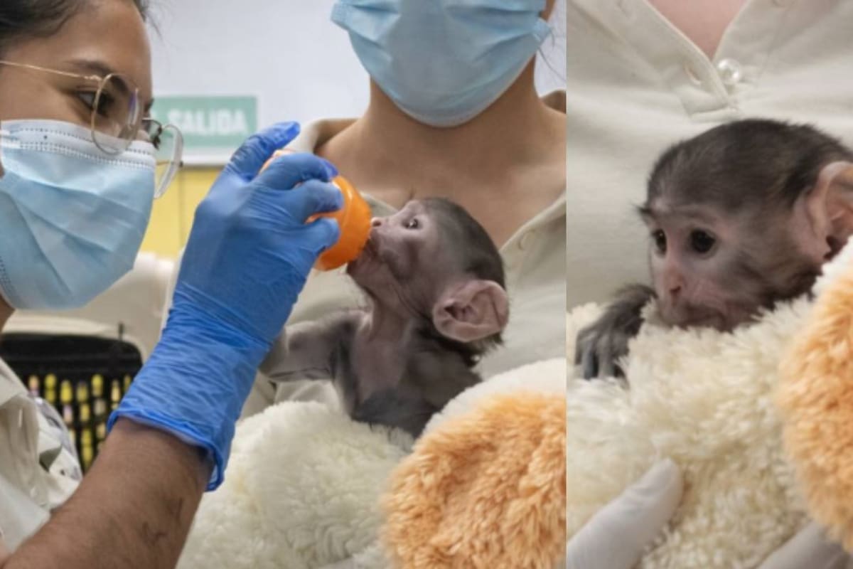 Este es Yuji, un monito bebé que está recibiendo crianza asistida en el Zoo de Guadalajara y también abraza su peluche como Punch