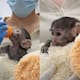 Este es Yuji, un monito bebé que está recibiendo crianza asistida en el Zoo de Guadalajara y también abraza su peluche como Punch