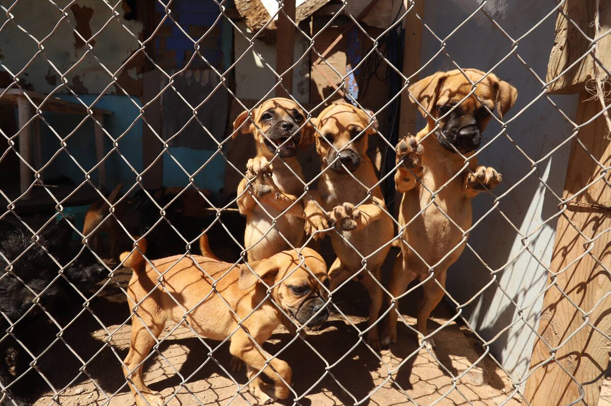 Abandono de mascotas. Foto: Archivo