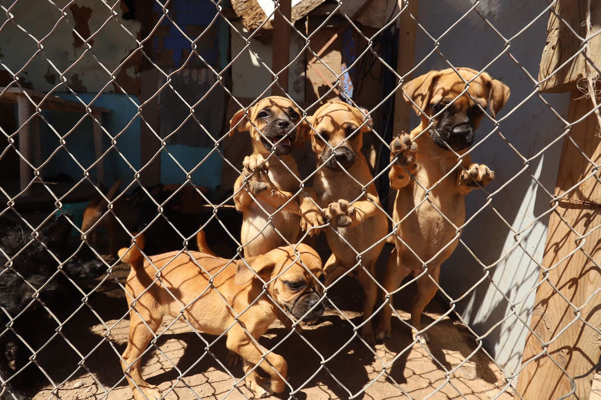Buscan un santuario animal en Tijuana