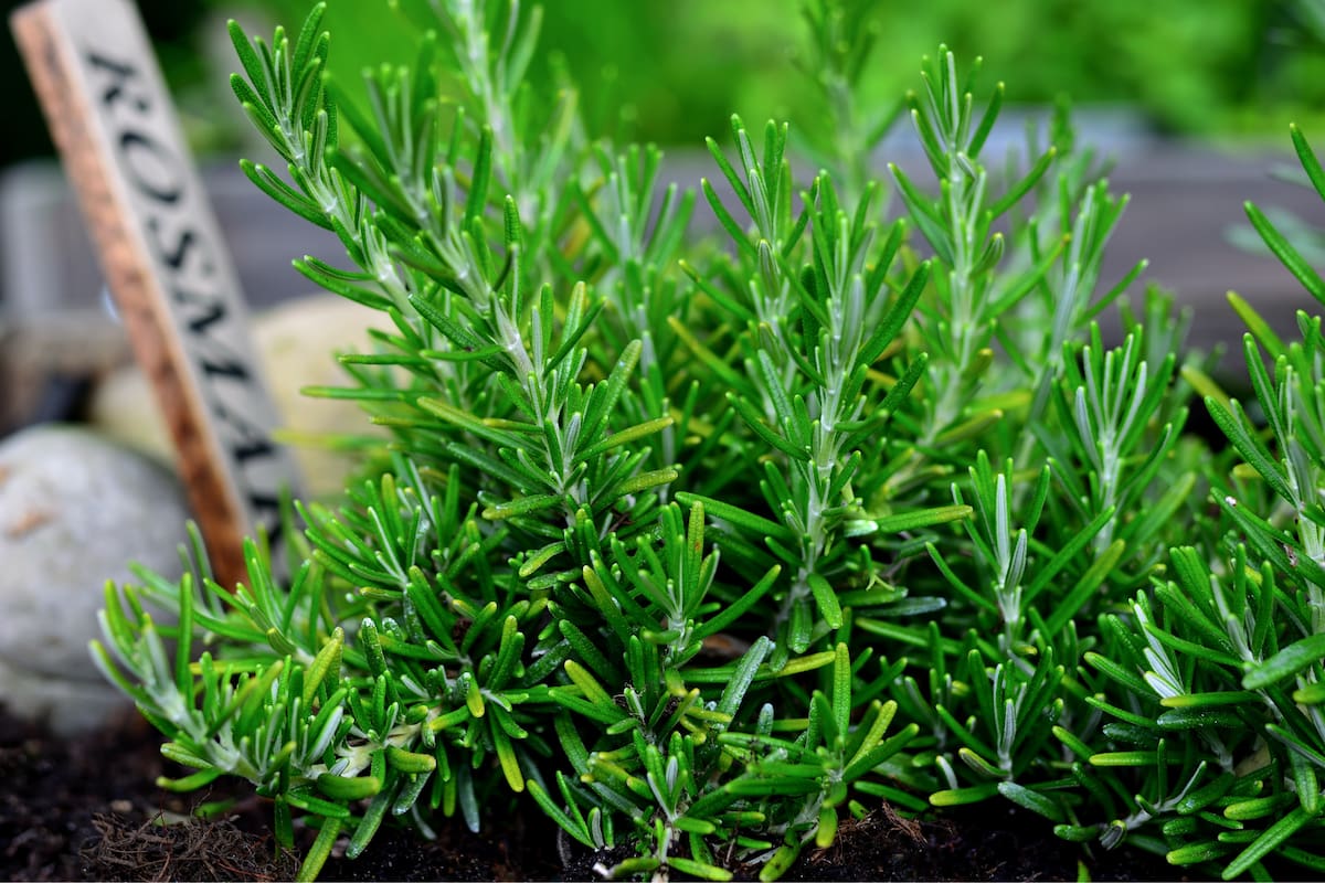 Colocar una planta de romero en este sitio de tu casa ayudaría a protegerla, según el Feng Shui