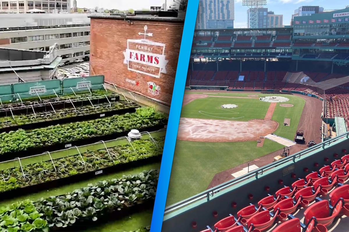 ¿Por qué Fenway Park, el estadio de los Red Sox de Boston, tiene una granja agrícola?