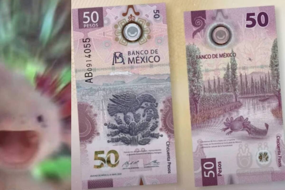 ¡El ajolote lo logró! Billete de 50 pesos gana premio por mejor diseño de 2021