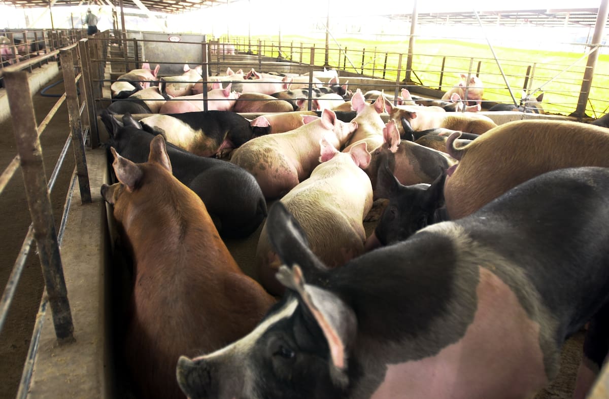 Sonora disminuyó 20% su producción de cerdo este año en comparación con 2023. FOTO: BANCO DIGITAL