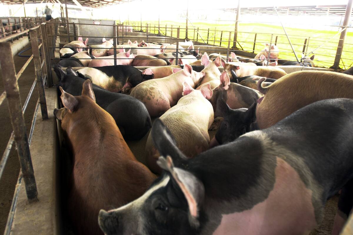 Perdidas millonarias reportan criadores de cerdos en Puebla tras robos en granjas por parte de grupos criminales