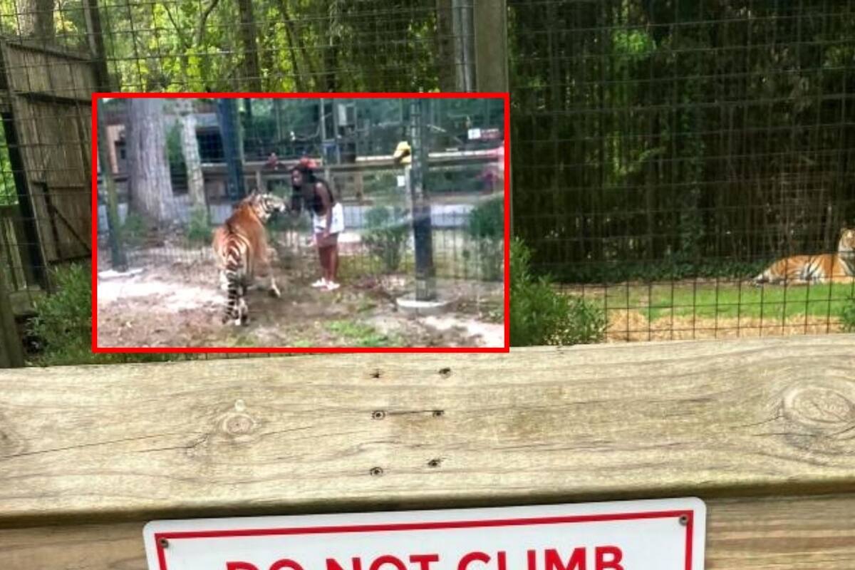 Arrestan a mujer que saltó cerco de seguridad en habitat de tigre en Zoológico de Nueva Jersey