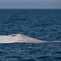 Ballena azul con albinismo es avistada en aguas de Baja California Sur por primera vez; sólo el 0.0025% de cetáceos nace con esta condición