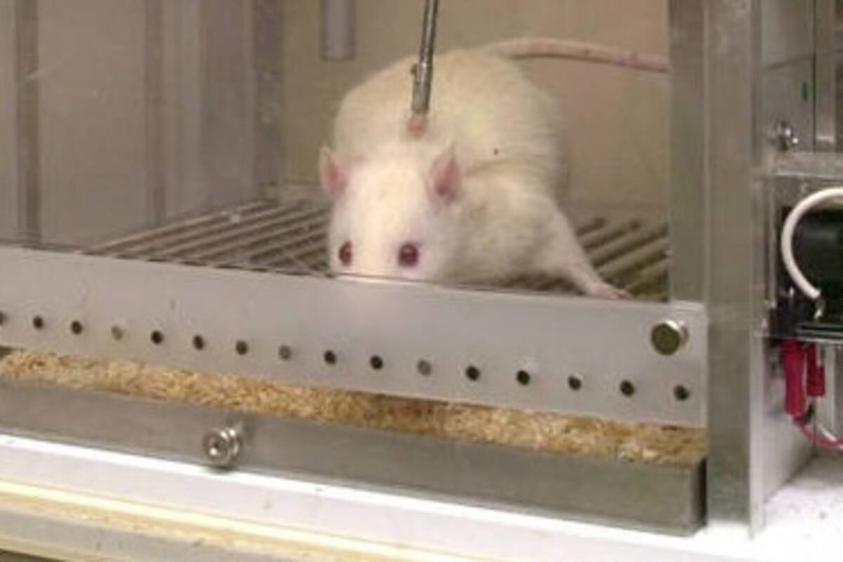 Científicos regeneran vías neuronales en ratones con el uso de células de rata