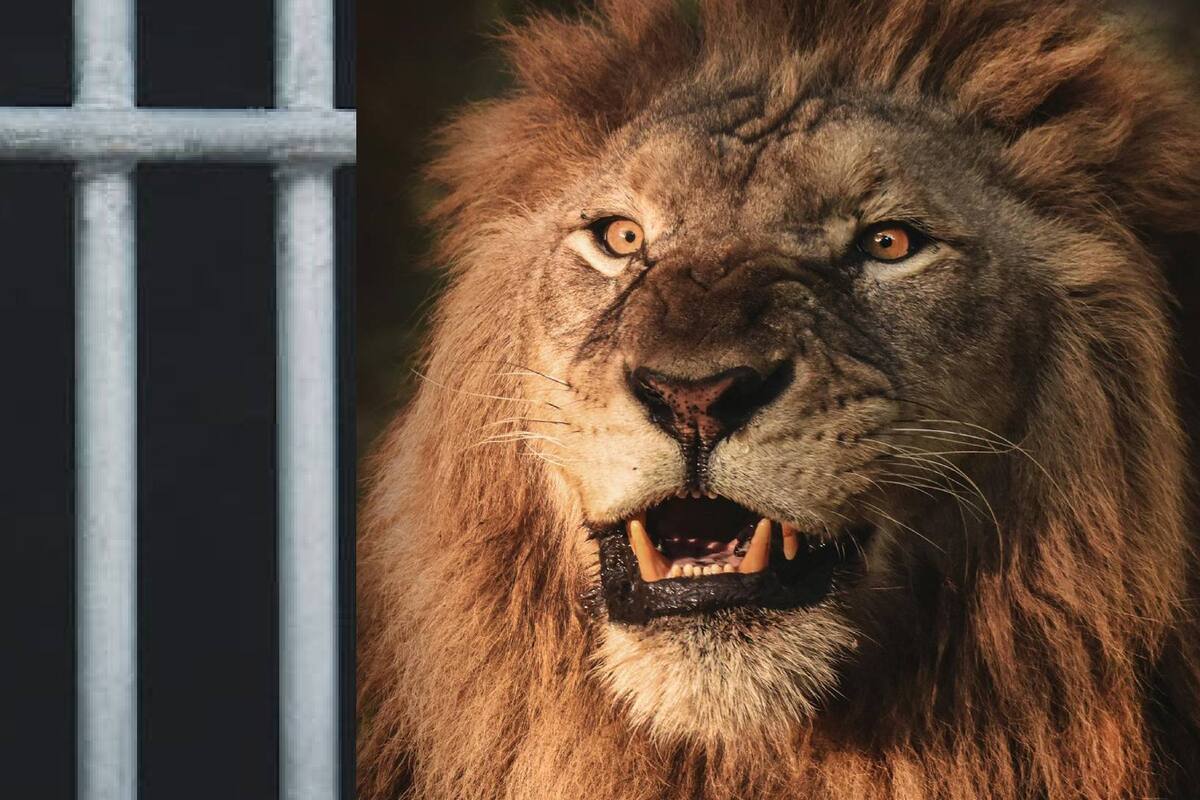Nigeria: Cuidador encuentra la muerte en ZOO cuando atendía a león al no seguir los protocolos correctos para alimentarlo