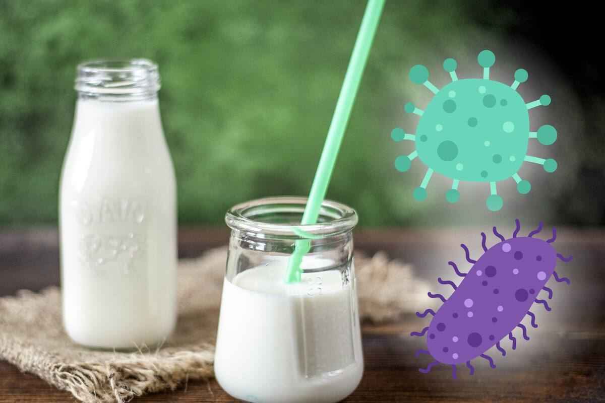 Estudio de la Universidad de Stanford advierte: el virus de la gripe puede “sobrevivir” hasta 5 días en leche cruda refrigerada