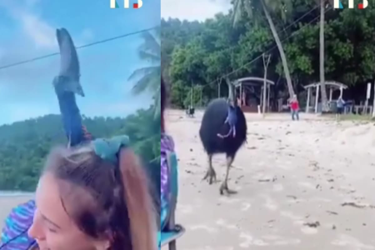 Turistas en la playa son sorprendidos por un ave considerada una de las más peligrosas del mundo