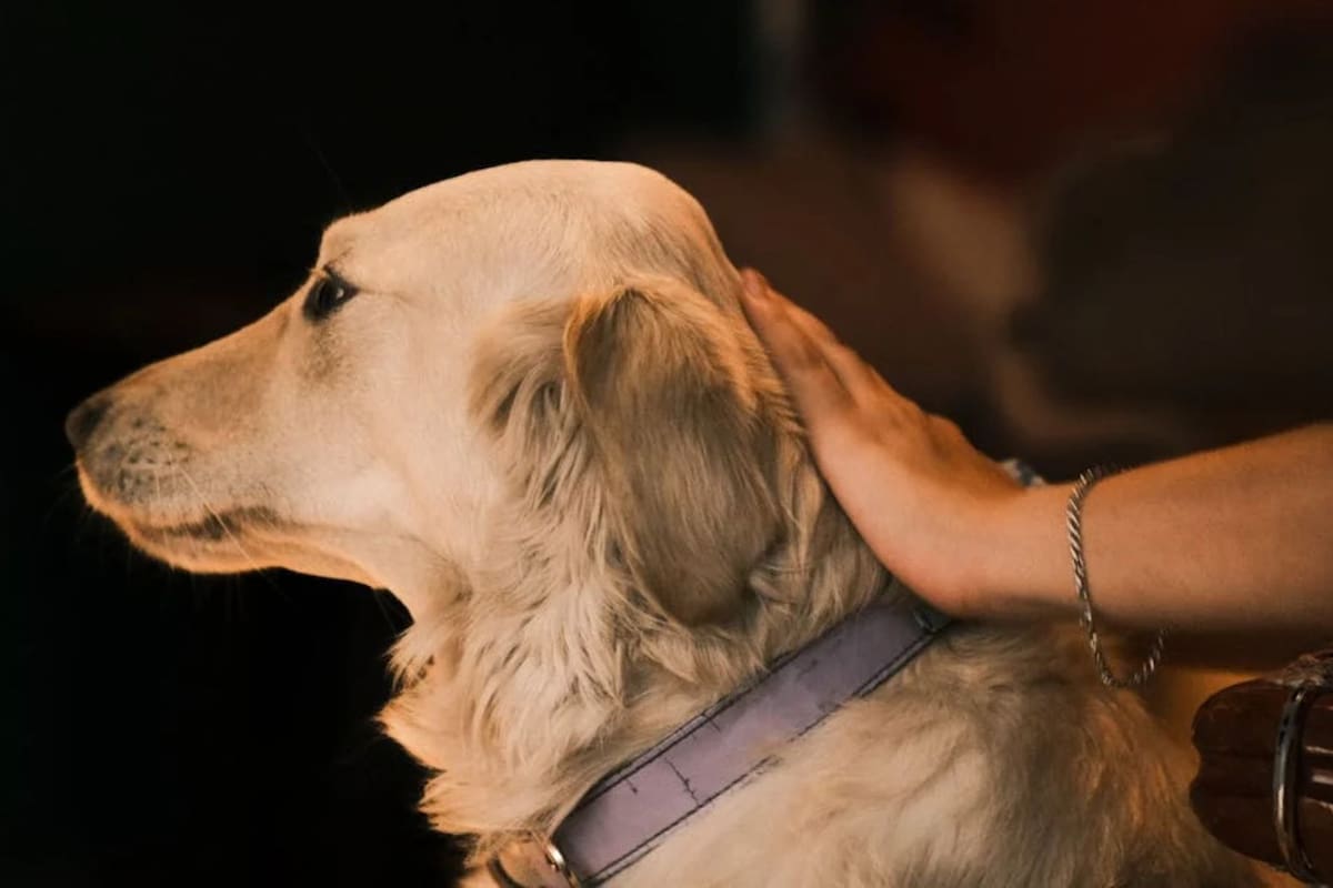 Lo que debes hacer si tu perro tiene un chichón en la cabeza