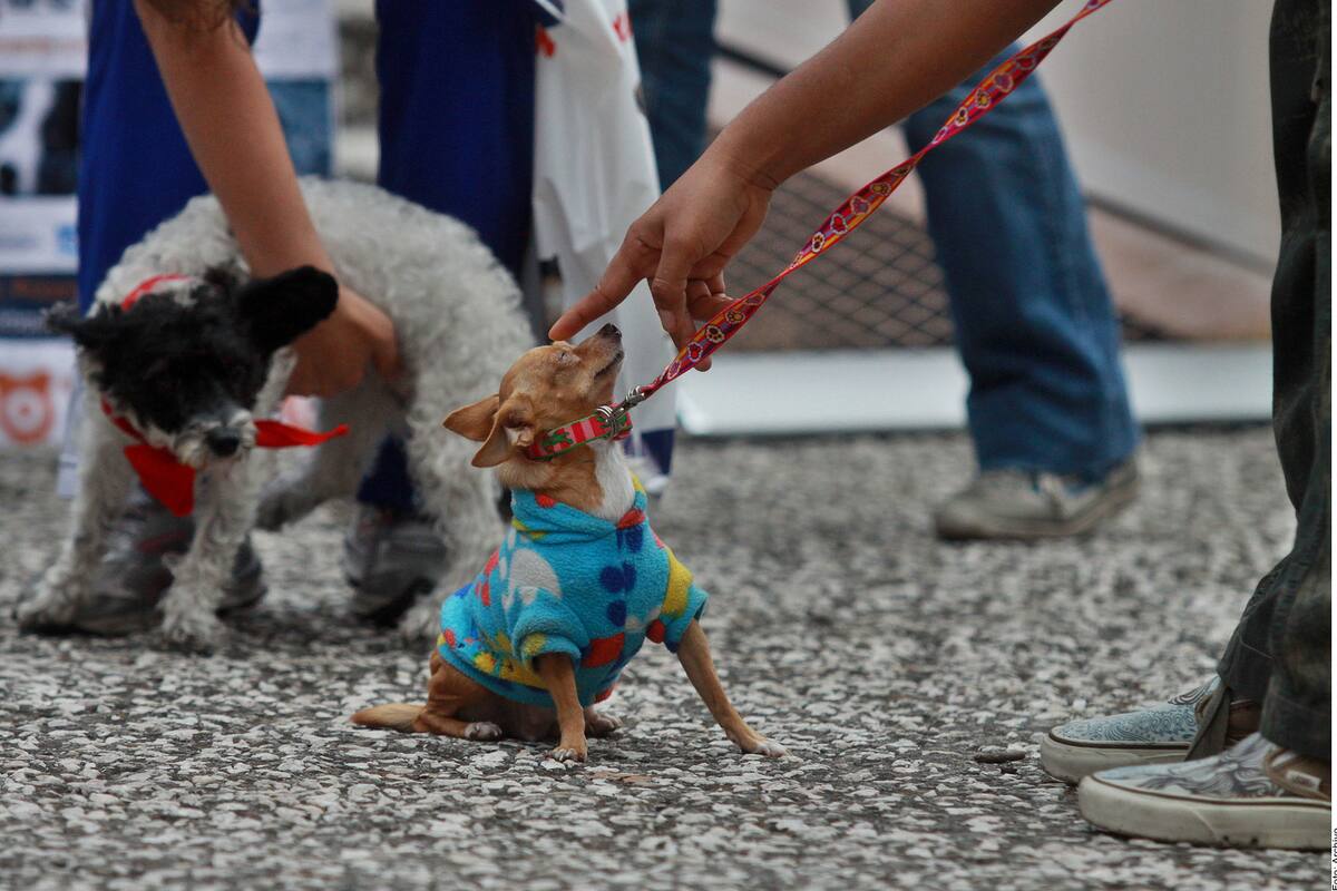 Gratis vacunarán a perros y gatos contra la rabia