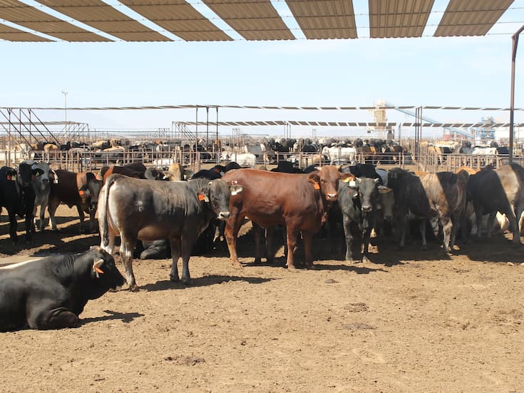 Inspecciona EEUU control del gusano barrenador en Sonora para avanzar en la reapertura de la frontera a la exportación de ganado
