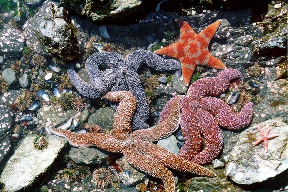 Curiosidades imperdibles de las estrellas de mar