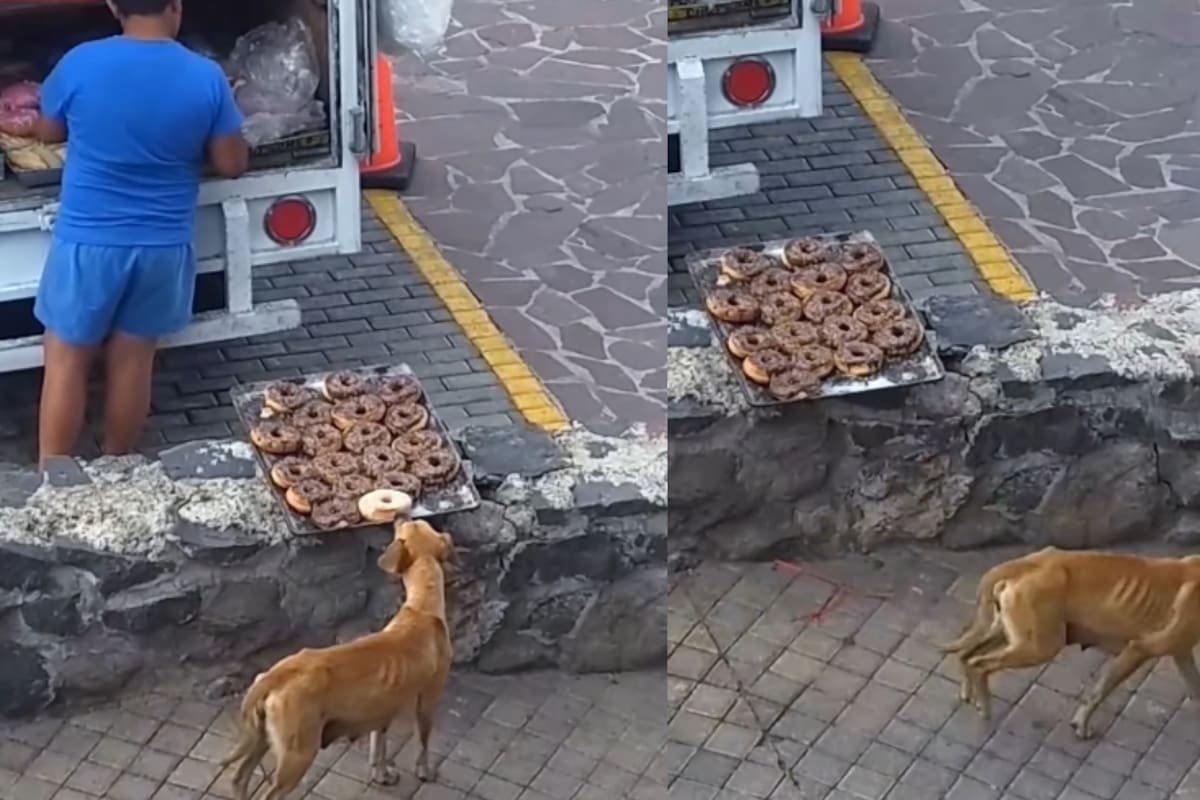 “Matanga dijo la changa”: perrita aprovecha el descuido de un panadero y roba una dona