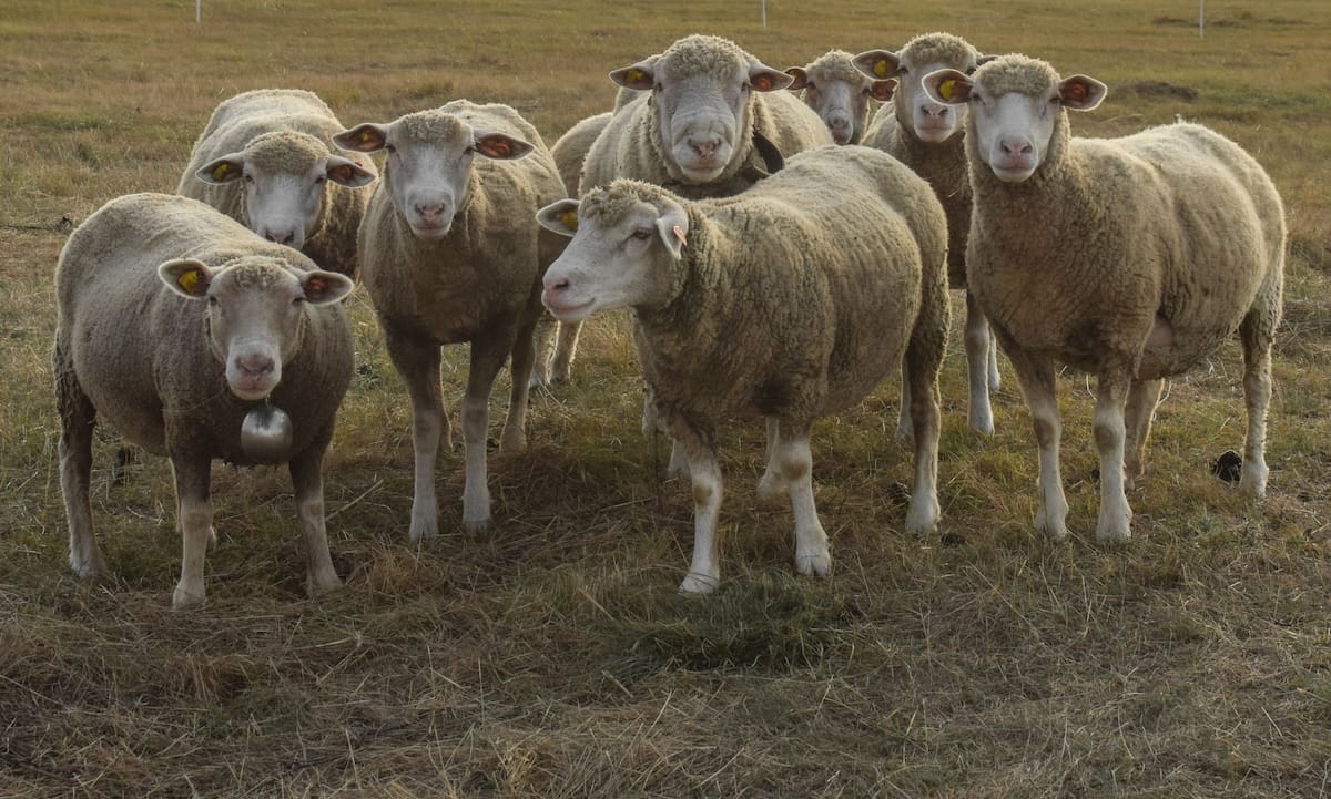 Organizaciones y especialistas en veterinaria temen que la instalación de una malla de plástico de 3 kilos afecte la movilidad natural de la oveja | Pexels