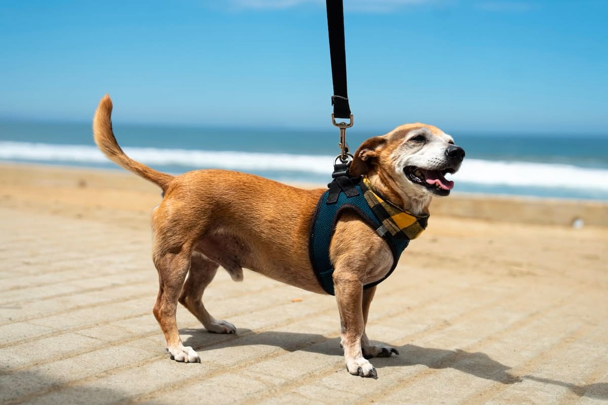 Dueños destacaron que los paseos fortalecen el vínculo con sus mascotas y favorecen su salud física y emocional, además de promover una tenencia responsable. Foto: Border Zoom.