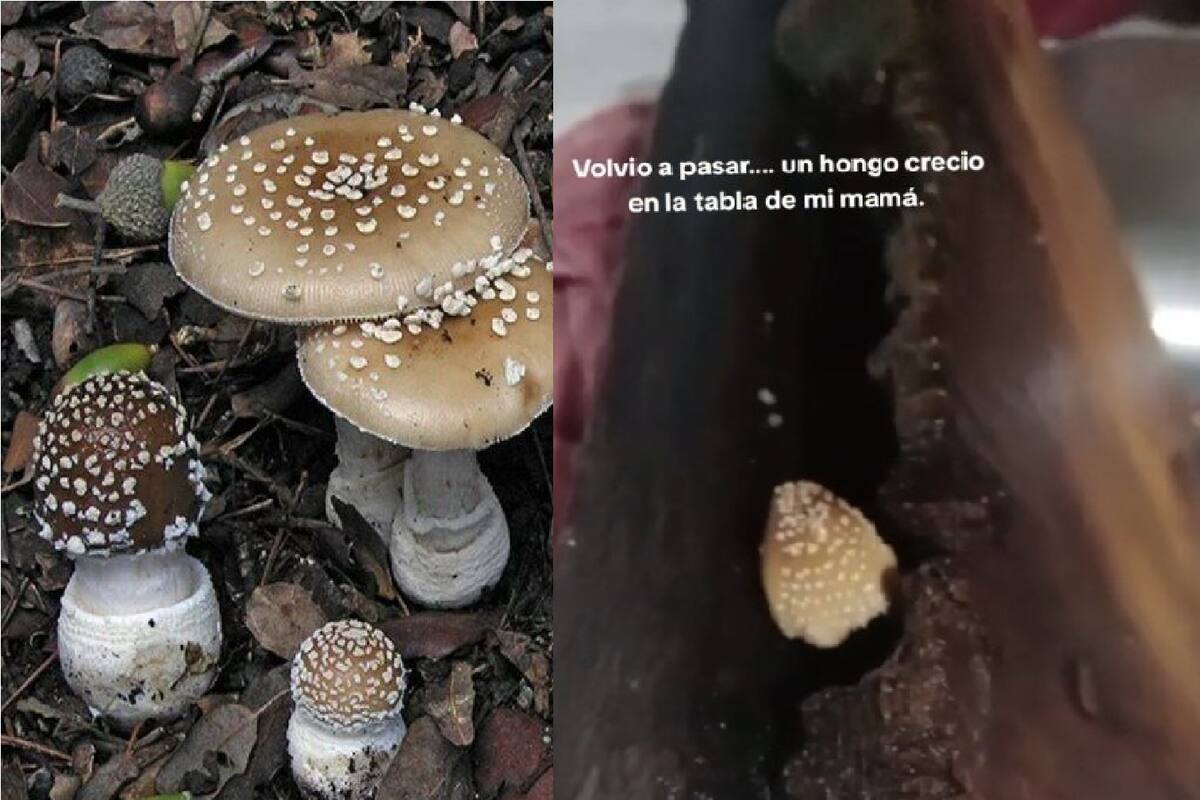 VIDEO: Joven muestra hongo creciendo en la tabla de picar de su mamá y el video se hace viral en TikTok
