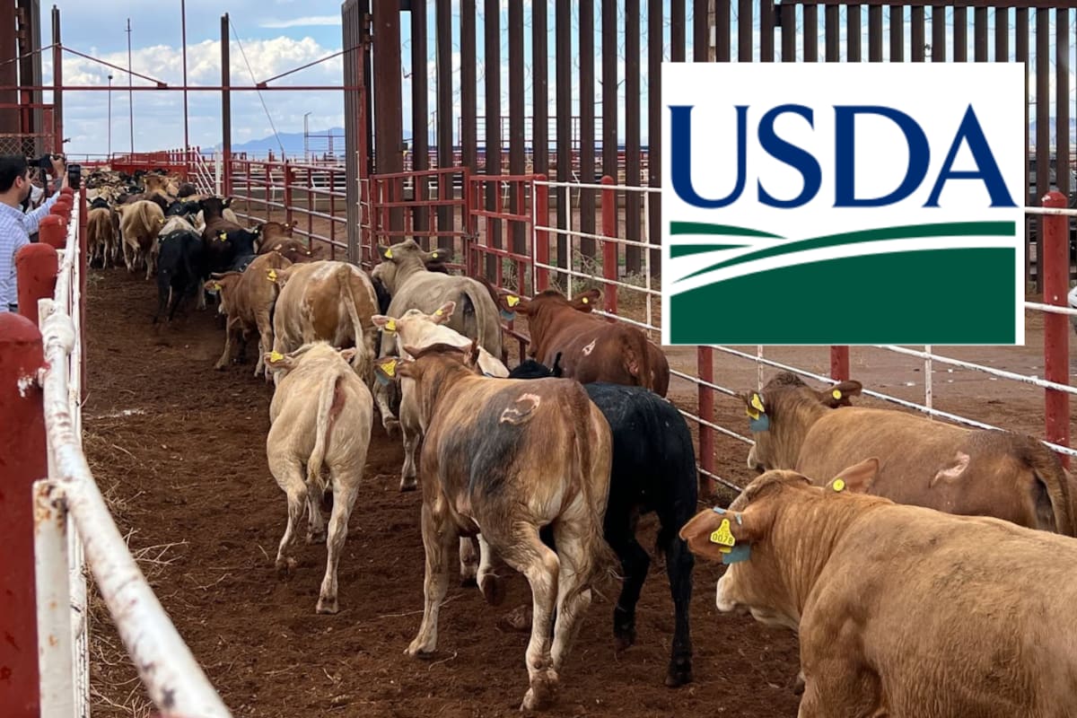 Anuncia la USDA la reapertura gradual de la frontera al ganado mexicano el 24 de agosto; podría suspenderse si identifica riesgos es Sonora y Chihuahua