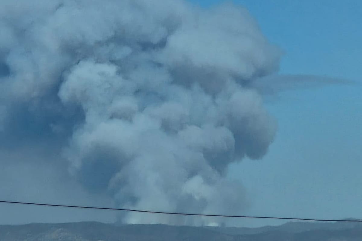 Incendio afecta 80 hectáreas de bosque de pino en la Sierra de Juárez