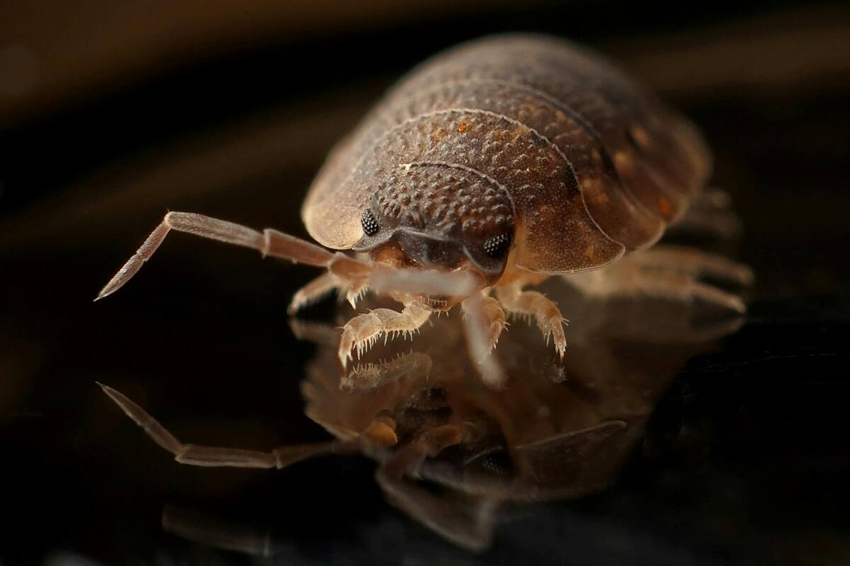 Los ácaros se suelen hacer presentes entre camas, colchones, cobijas, almohadas o cortinas. | Pexels