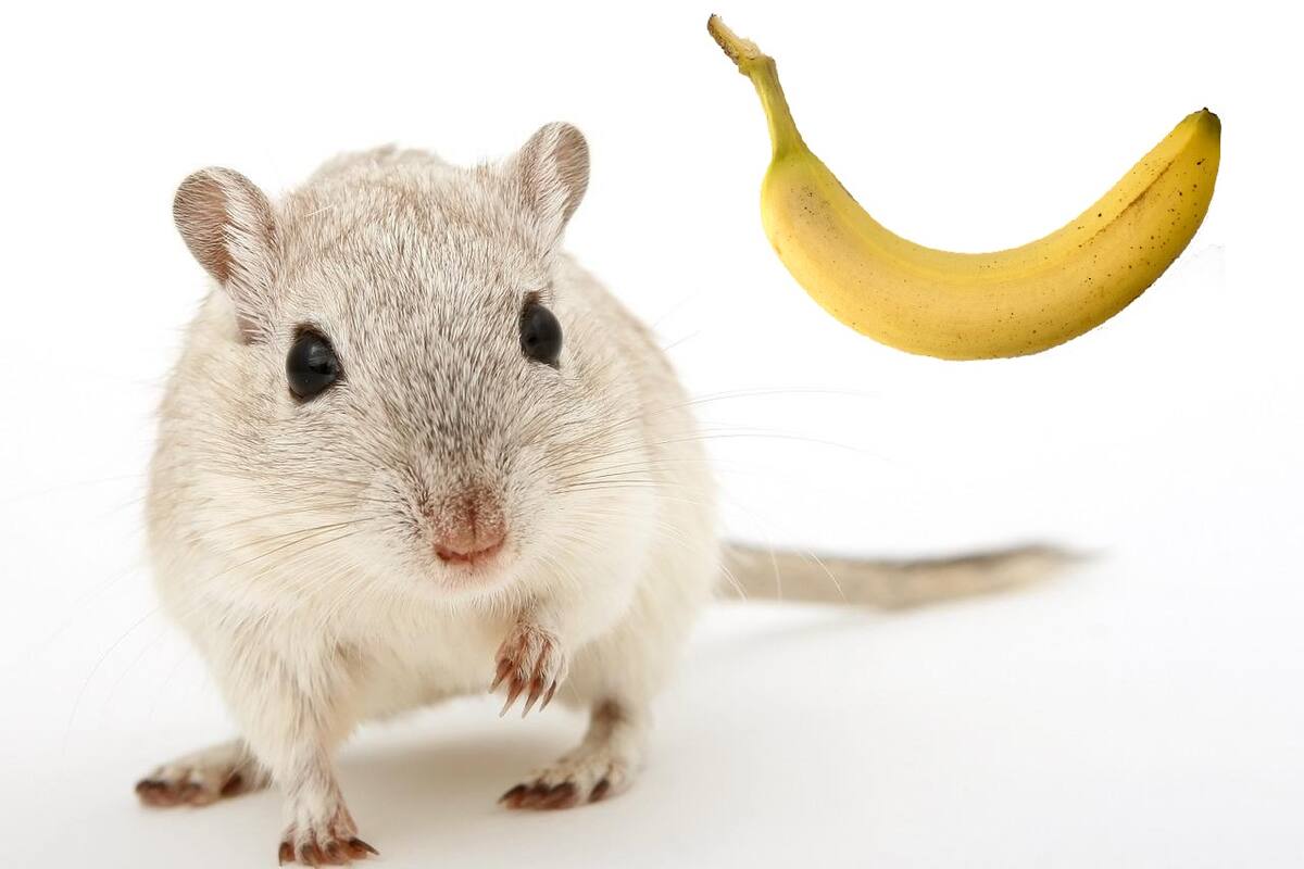 A los ratones les aterrorizan los plátanos; los científicos han descubierto la razón