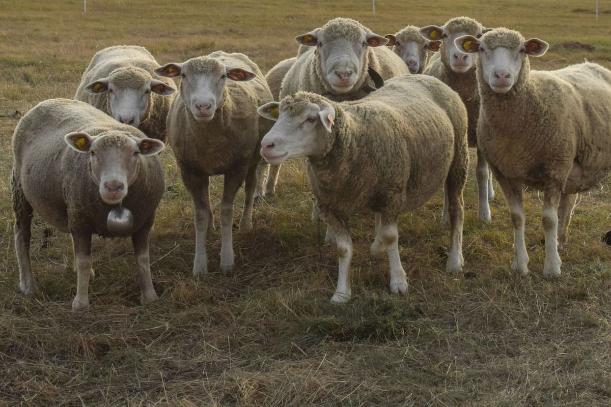 Pastor austríaco utiliza una armadura para ovejas con púas plásticas de tres kilos, una solución experimental que frena el ataque de lobos sin provocar heridas graves al depredador