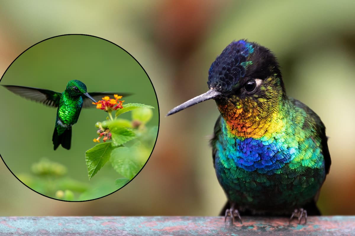 “Adopta un Colibrí”, proponen programa para proteger al colibrí desde casa