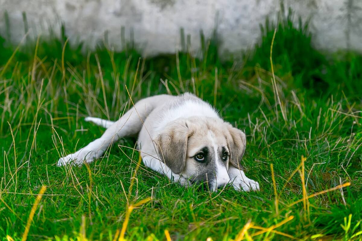 Reportan secuestro de perros, piden hasta 16 mil pesos por rescate