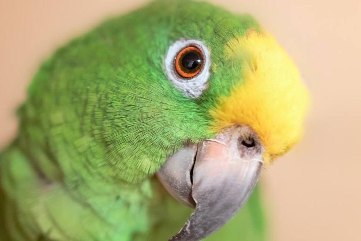 Acusan de contrabando a hombre que ingresó loros a EU