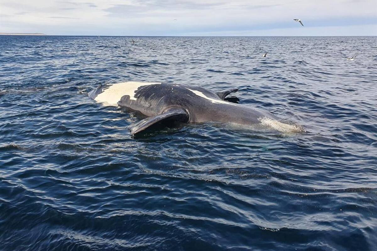 Argentina: Al encontrar siete ballenas muertas se inicia investigación para dar con la causa