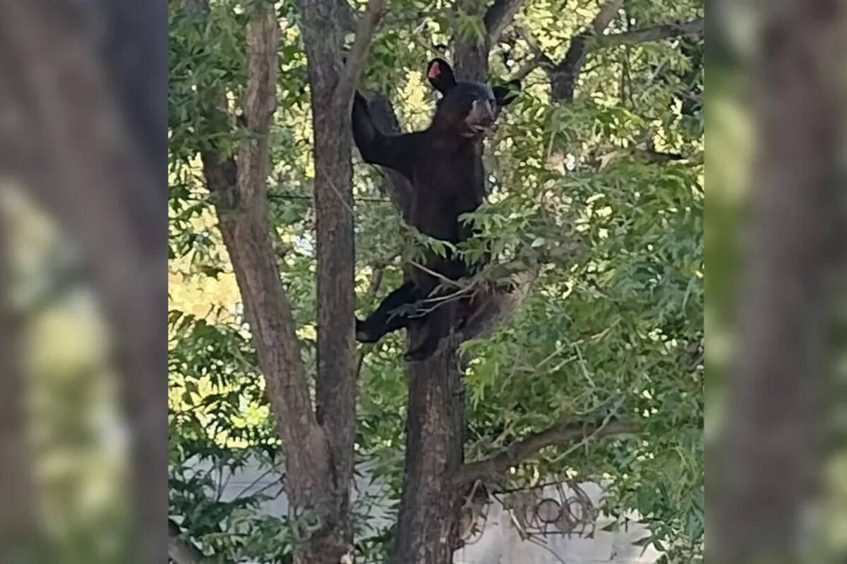 Coahuila: Intentan rescatar a un osezno, pero lo sedan y cae desde una altura de 15 metros