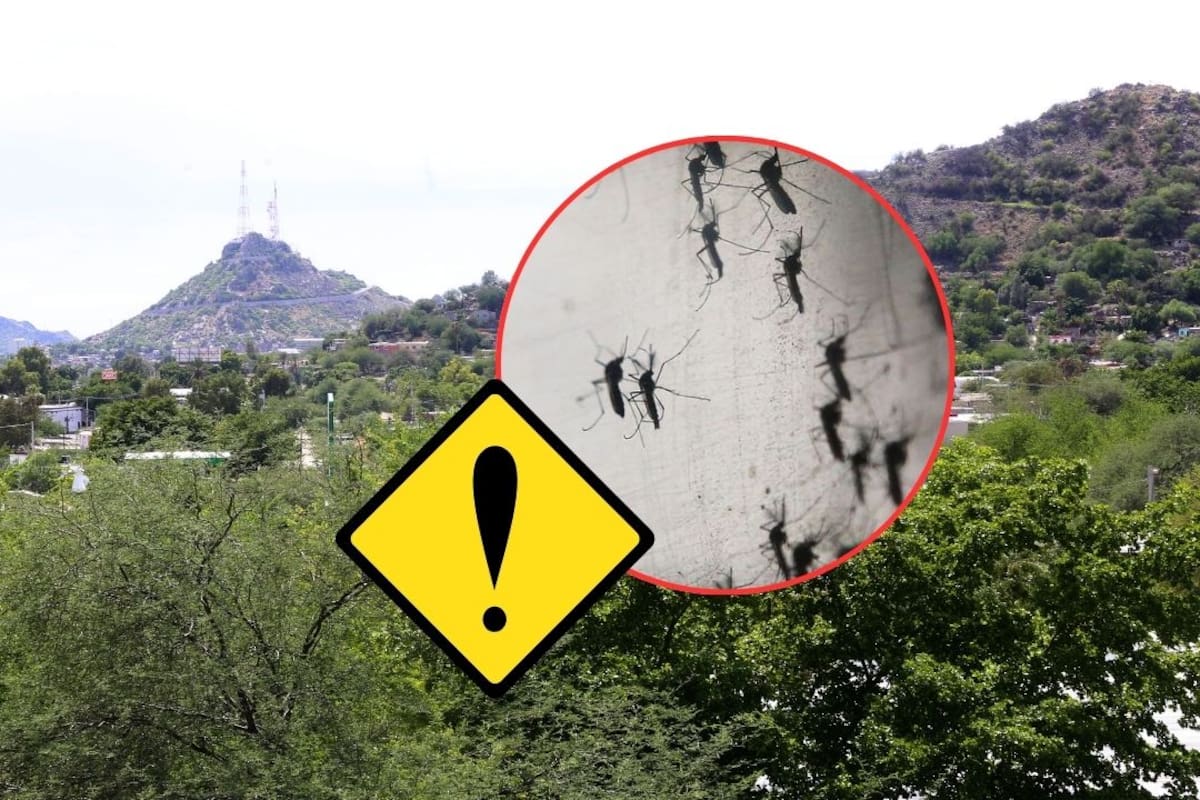 Hermosillo concentra el 44% de los casos activos de dengue en Sonora y Salud identifica las zonas de la ciudad con mayor riesgo de contagio