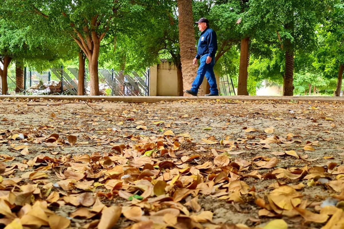 ¡Llego el otoño! Las mejores frases de la estación para enviar por WhatsApp
