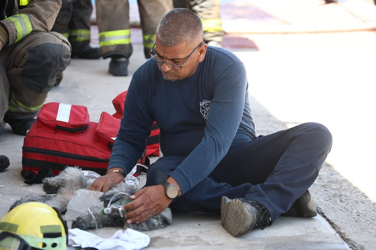 Un perro de raza pequeña fue rescatado con vida por personal de Bomberos durante las labores en el inmueble incendiado. FOTO: JULIÁN ORTEGA