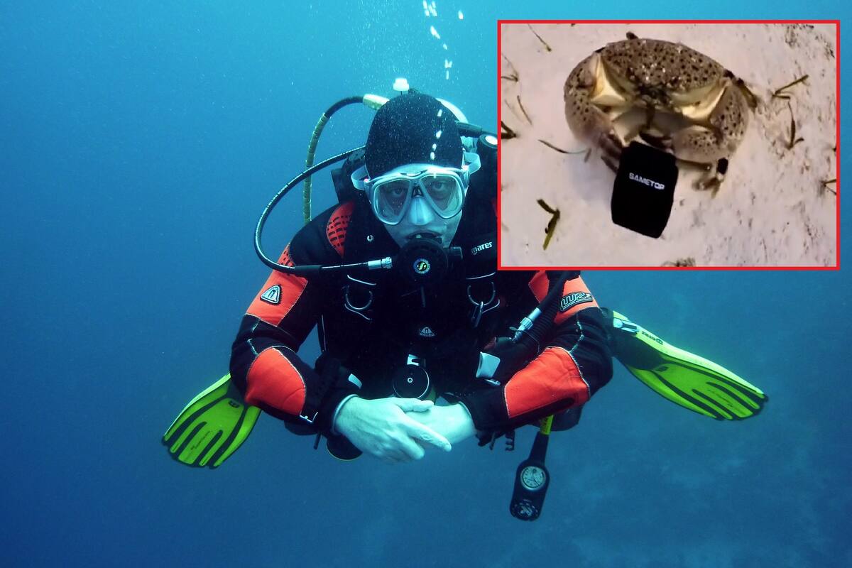 VIDEO: Cangrejo roba cámara a buceador y se convierte en ‘estrella’ submarina