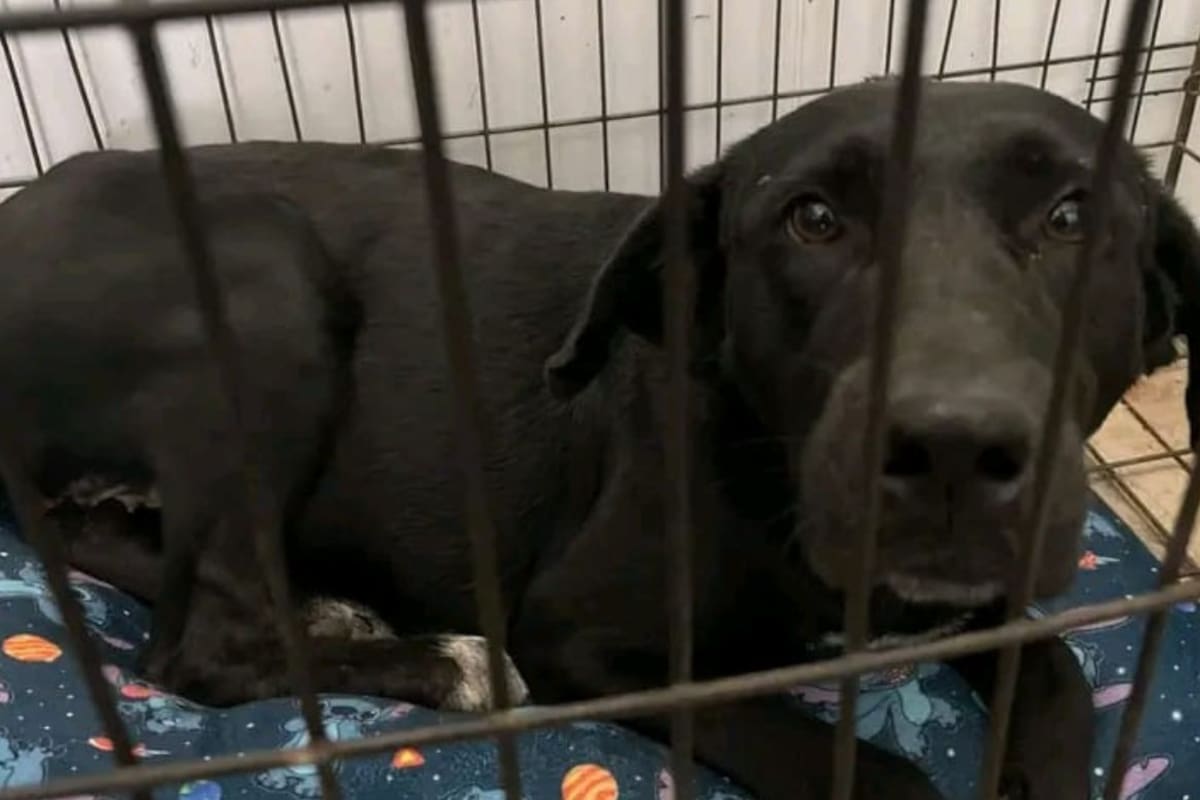 Buscan apoyo para Valentina, perrita que fue quemada con agua hirviendo y abandonada en Hermosillo; necesita 12 mil pesos para continuar su tratamiento