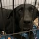 Buscan apoyo para perrita que fue quemada con agua hirviendo