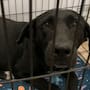 Buscan apoyo para Valentina, perrita que fue quemada con agua hirviendo y abandonada en Hermosillo; necesita 12 mil pesos para continuar su tratamiento