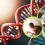 Científicos editan genes de embriones humanos con precisión inédita, pero expertos advierten que hay riesgos antes de usarlo en bebés