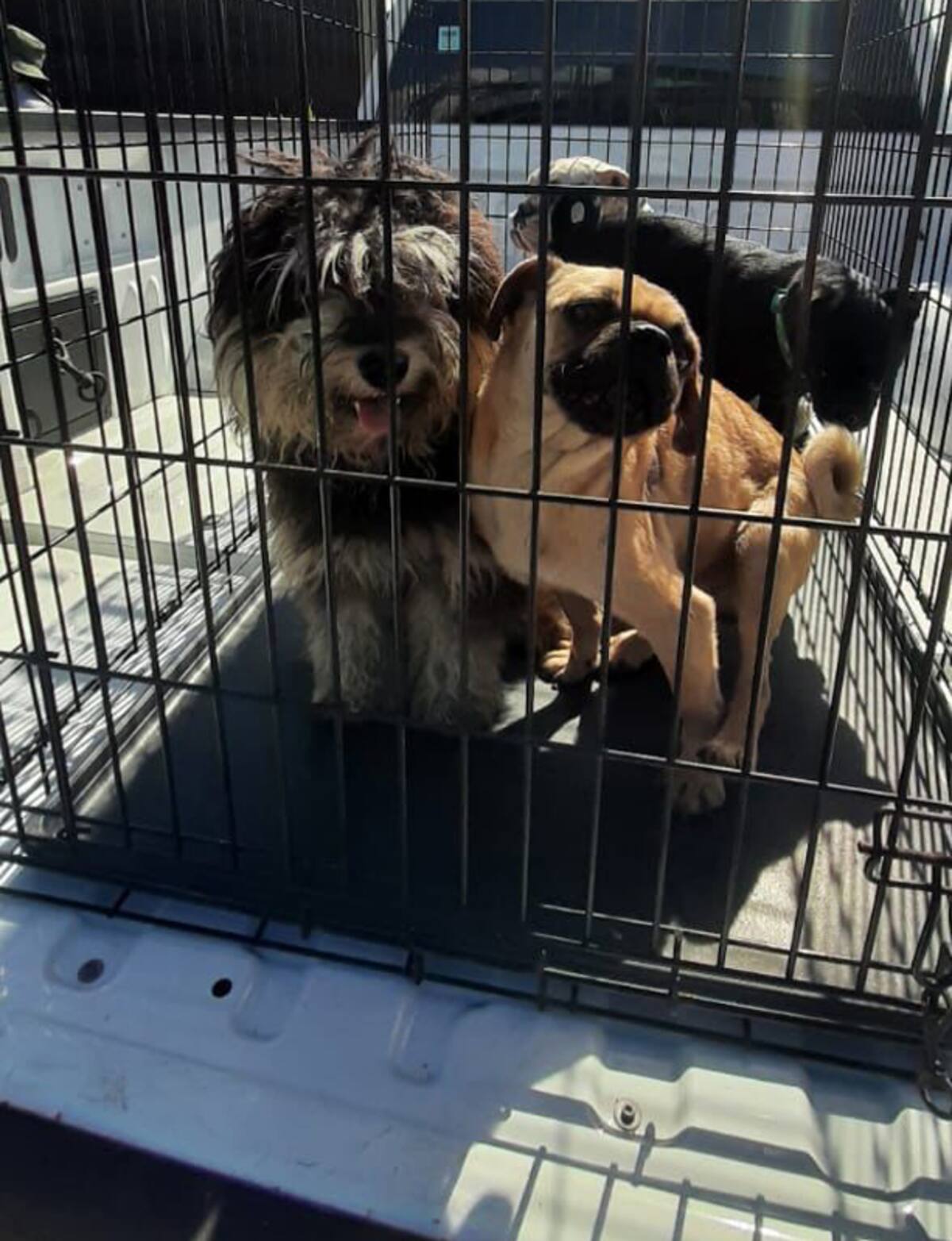 El rescate se realizó tras recibir una denuncia que alertaba sobre posibles actos de maltrato, hacinamiento y crueldad animal.