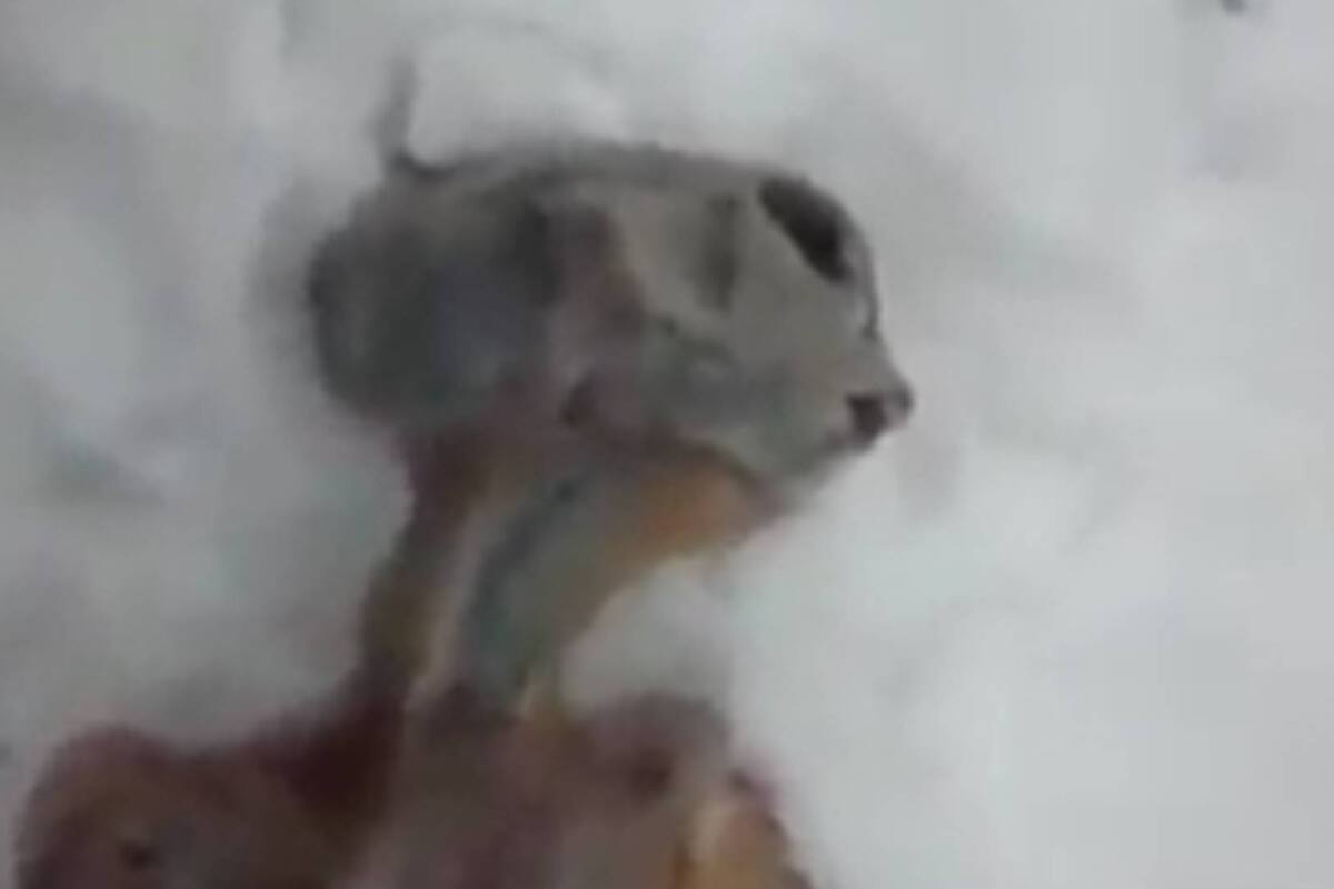 "Lluvia de criaturas en Rusia": La verdad detrás del video viral de TikTok