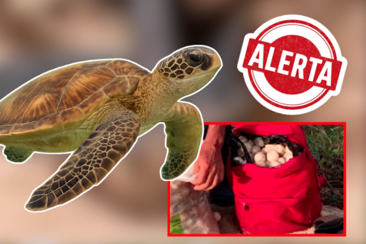Alerta en costas mexicanas: Profepa lanza llamado urgente para frenar el robo de huevos de tortuga marina