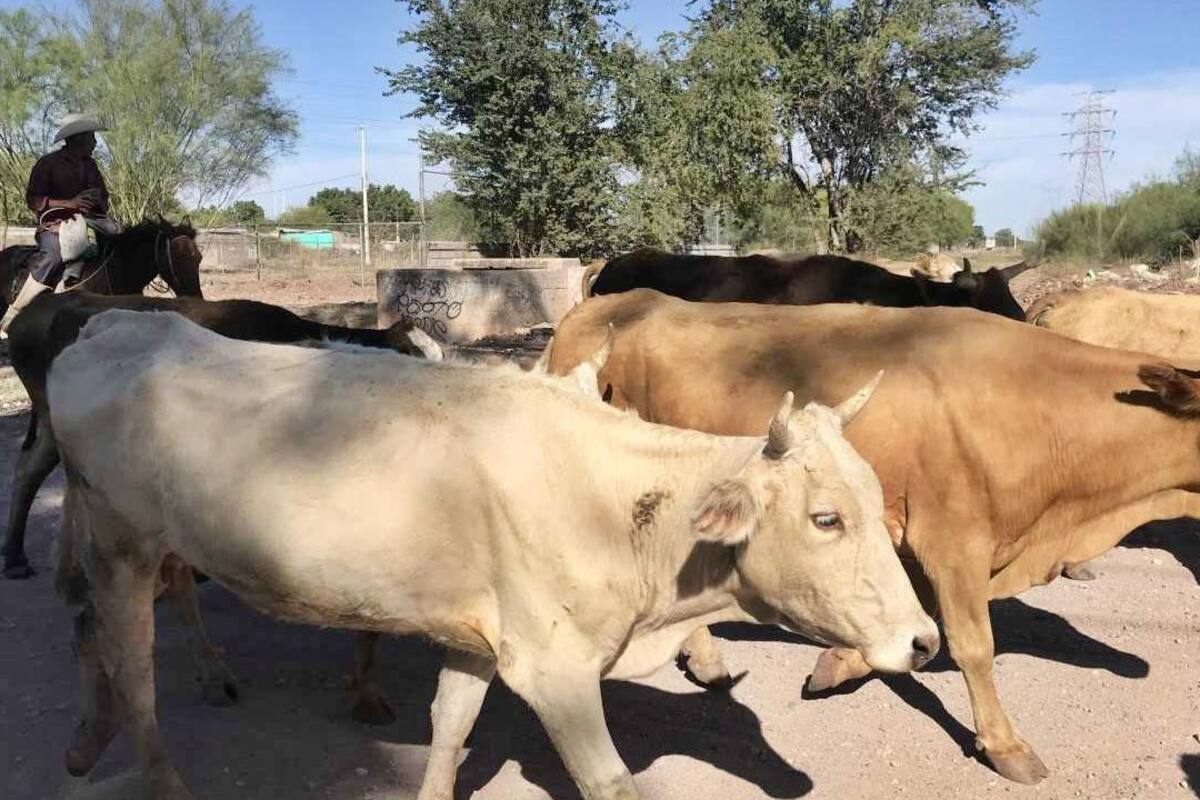 Tienen abigeos “relax” en el Valle del Yaqui