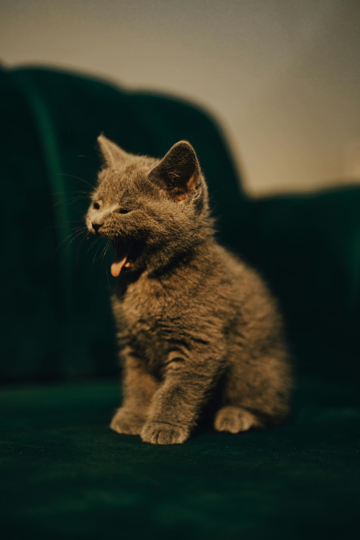 Créditos: Pexels