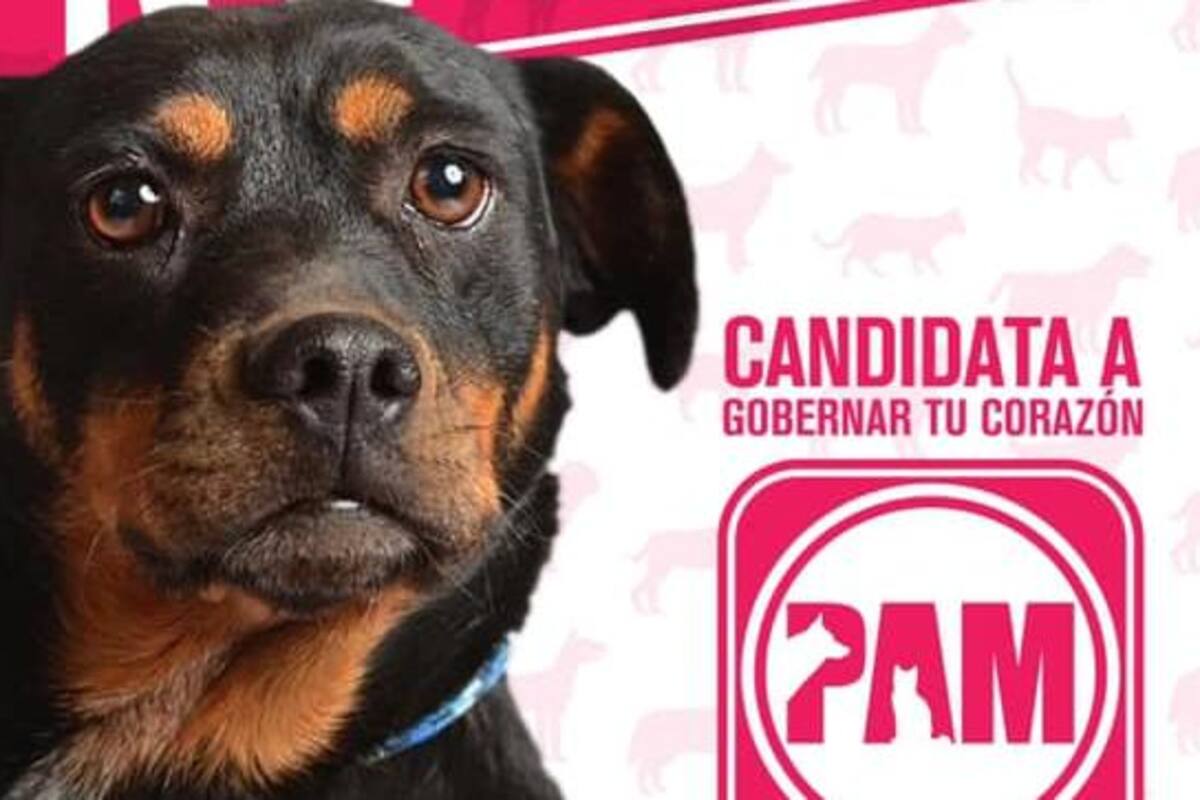Creativa campaña de adopción lanza un refugio de animales